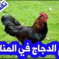 12399 1 تفسير رؤية الدجاج المذبوح في المنام لندا جلال