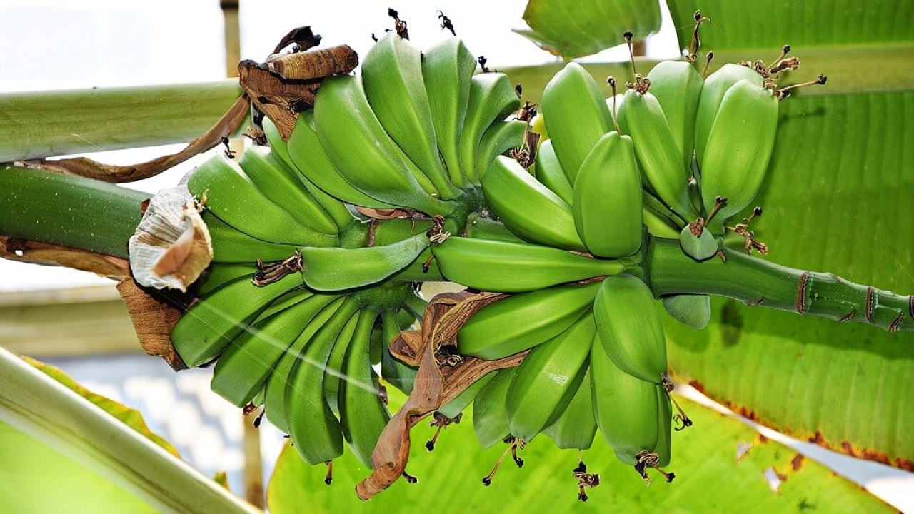 شجرة الموز القزمي